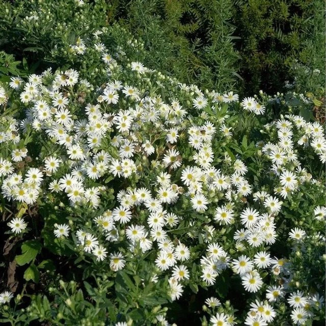 Myrtenaster Golden Spray Aster alpinus in Gold für den Steingarten - Bild 1