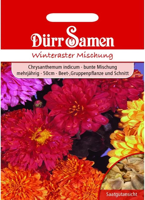 Dürr Chrysanthemum Indicum Winteraster Saatgut für Beet und Schnittblumen - Bild 1