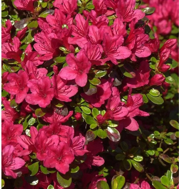 Japanische Azalee Hino Crimson Rhododendron obtusum als Zwerg Alpenrose in Rot und Pink, Höhe: 40 cm - Bild 1