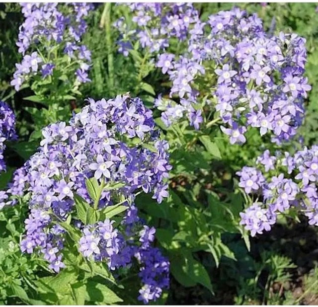 Doldenglockenblume Prichard Campanula actiflora als mehrjährige Pflanze für den Außenbereich - Bild 1