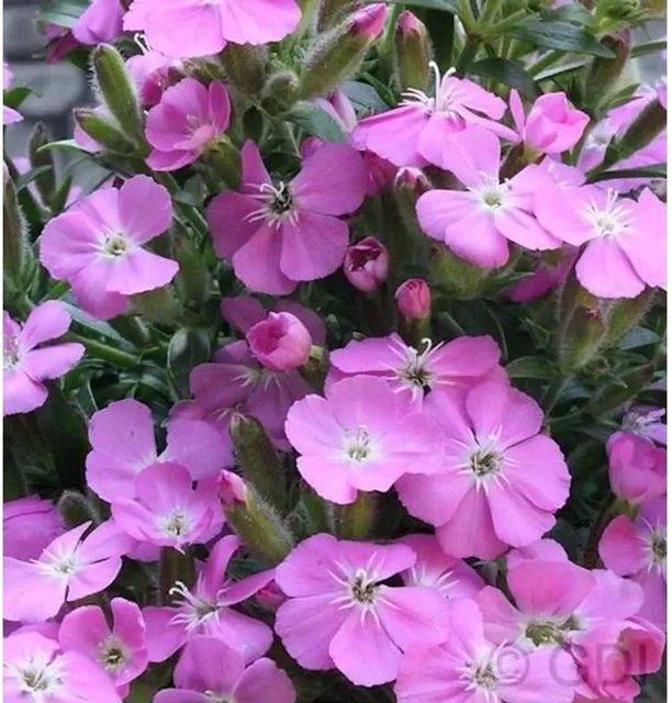 Polster Seifenkraut Saponaria olivana Bressingham als mehrjährige Bodendecker-Pflanze für Garten und Steingarten - Bild 1