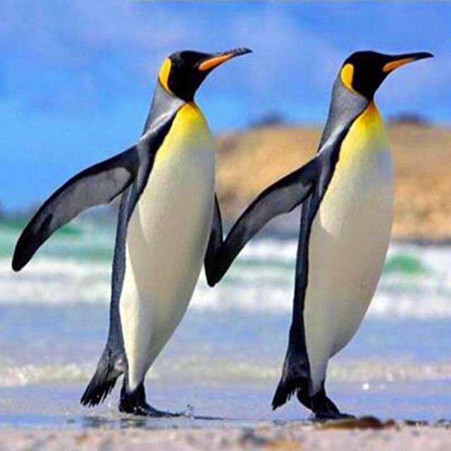 FIYO 5D-Diamantgemälde Pinguin-Familie mit runden Diamanten in Schwarz und Multicolour, Breite: 30 cm, Höhe: 30 cm - Bild 1