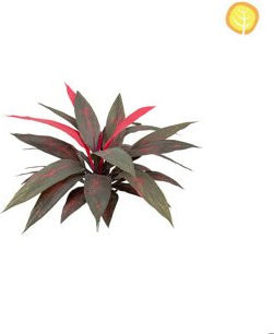 Künstliche Dracaena Herbert von Aplanta, Topfpflanze, Höhe: 45 cm - Bild 1