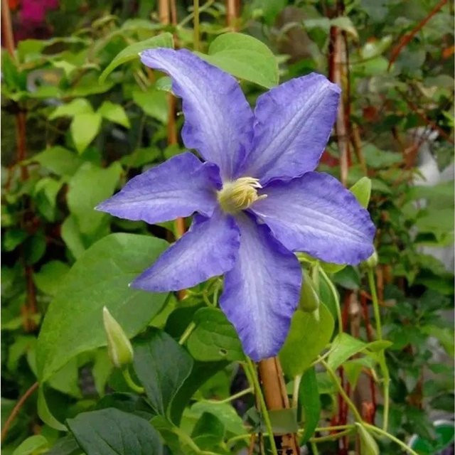 Evison Clematis Waldrebe Olympia lila Kletterpflanze für den Garten und als Kübelpflanze - Bild 1