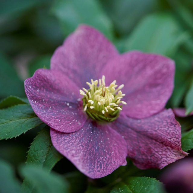 Lenzrose ViV Victoria Helleborus in Purpurrot als winterblühende Staude - Bild 1