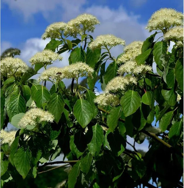 Pagoden-Hartriegel Cornus controversa Baum von Nr-01.de, Höhe: 60-80 cm, weiß und grün - Bild 1