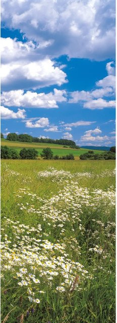 Komar Fototapete Vlies Meadow Multicolor B: 100 cm, H: 280 cm - Bild 1