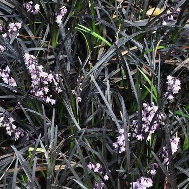 6er Set Schlangenbart Ophiopogon planiscapus Niger von arborix mit dunklem Laub im 9cm Topf - Bild 1