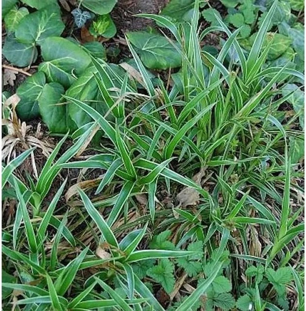 Luzula sylvatica Waldmarbel Aureomarginata Gräser Zierstaude grün - Bild 1