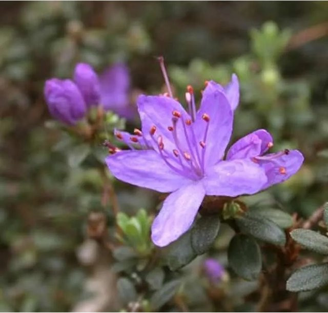 Zwerg Rhododendron Buchlovice Rhododendron impeditum Alpenrose in Purple, Höhe: 20-25 cm - Bild 1