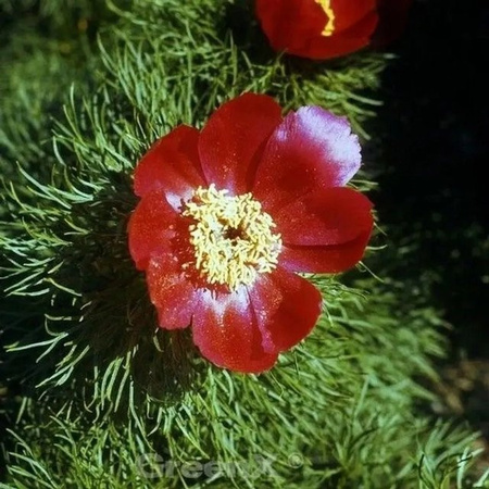 Netzblatt Pfingstrose Paeonia tenuifolia als mehrjährige Gartenpflanze von Die Nr-01.de