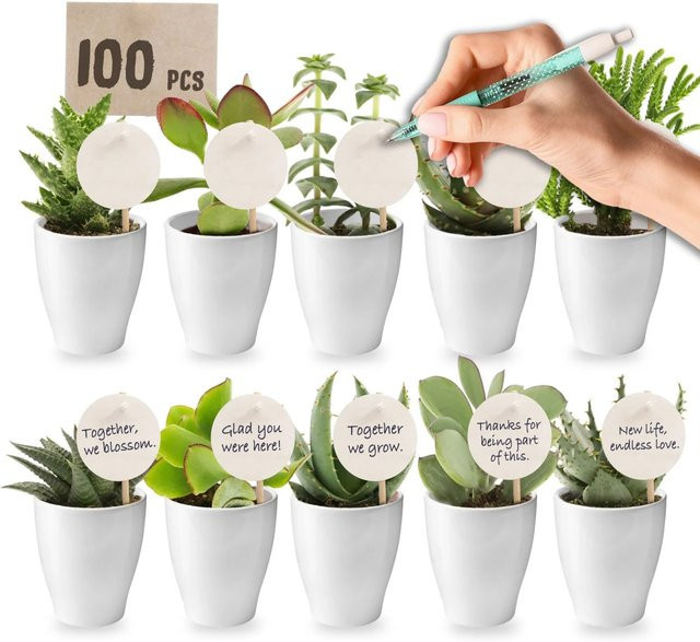Vdvelde Mini Sukkulenten im Set mit 100 Stück, dekorative Zimmerpflanzen in weißen Keramiktöpfen für Indoor und Veranstaltungen - Bild 1