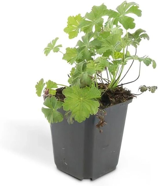 Exotenherz Cambridge Storchschnabel Geranium Cantabrigiense Biokovo Set mit 60 Pflanzen im 9cm Topf, rosa-weiße Blüte, Bodendecker und Stauden - Bild 1