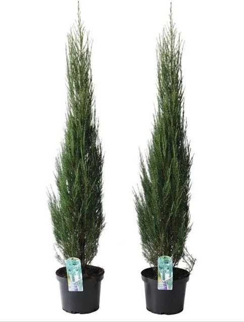 Pflanzen-Boering Blaue Raketenwacholder Juniperus Blue Arrow Schlanke Winterharte Säulenpflanze Höhe: 140-150 cm - Bild 1