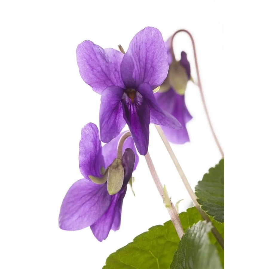 Viola Odorata Königin Charlotte Duftveilchen lila mehrjährige Pflanze im Topf - Bild 2