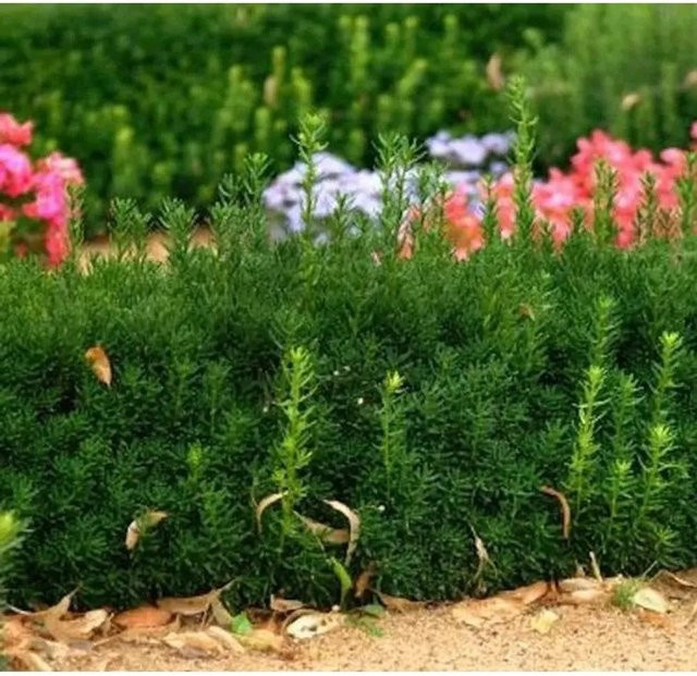 Taxus media Groenland Heckenpflanze als Sichtschutz von Nr-01.de - Bild 1