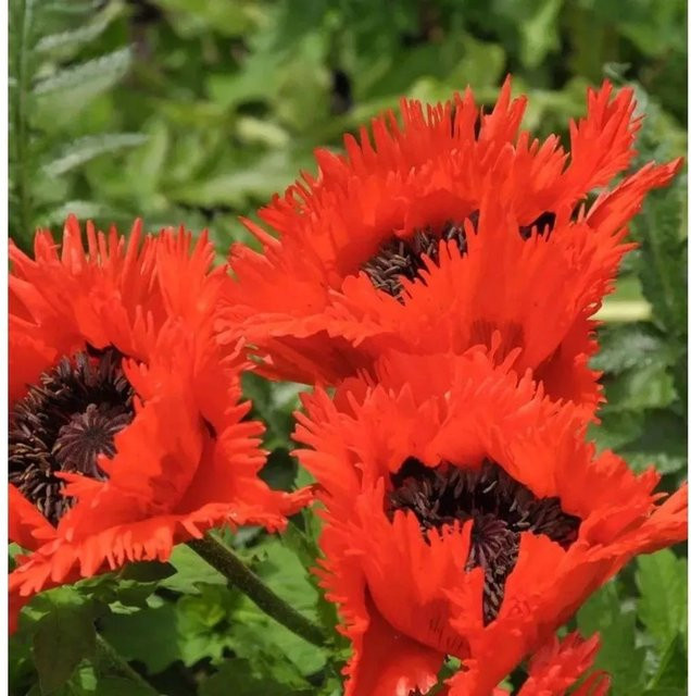 Türkenlouis Türkischer Mohn Papaver orientale rote Staude für Garten und Beet - Bild 1
