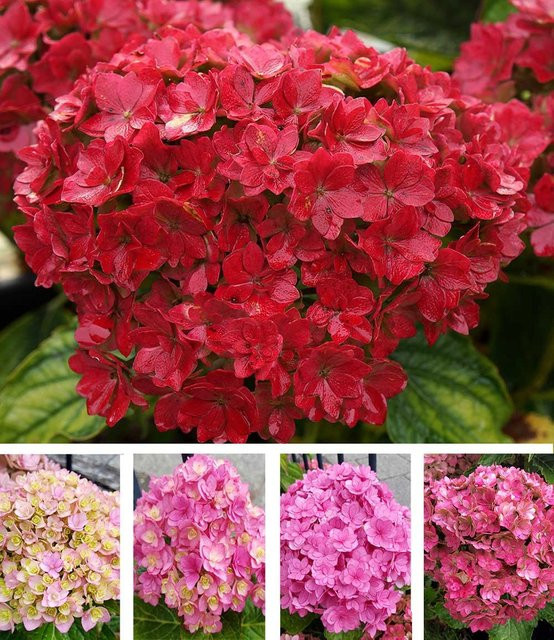 5-Stufen Hortensie Together - Bild 1