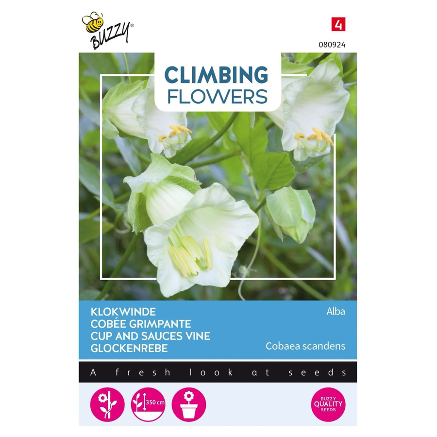 Kobee Alba Buzzy Kletterblumen Samen mit weißen Glockenblüten, 2 g - Bild 2