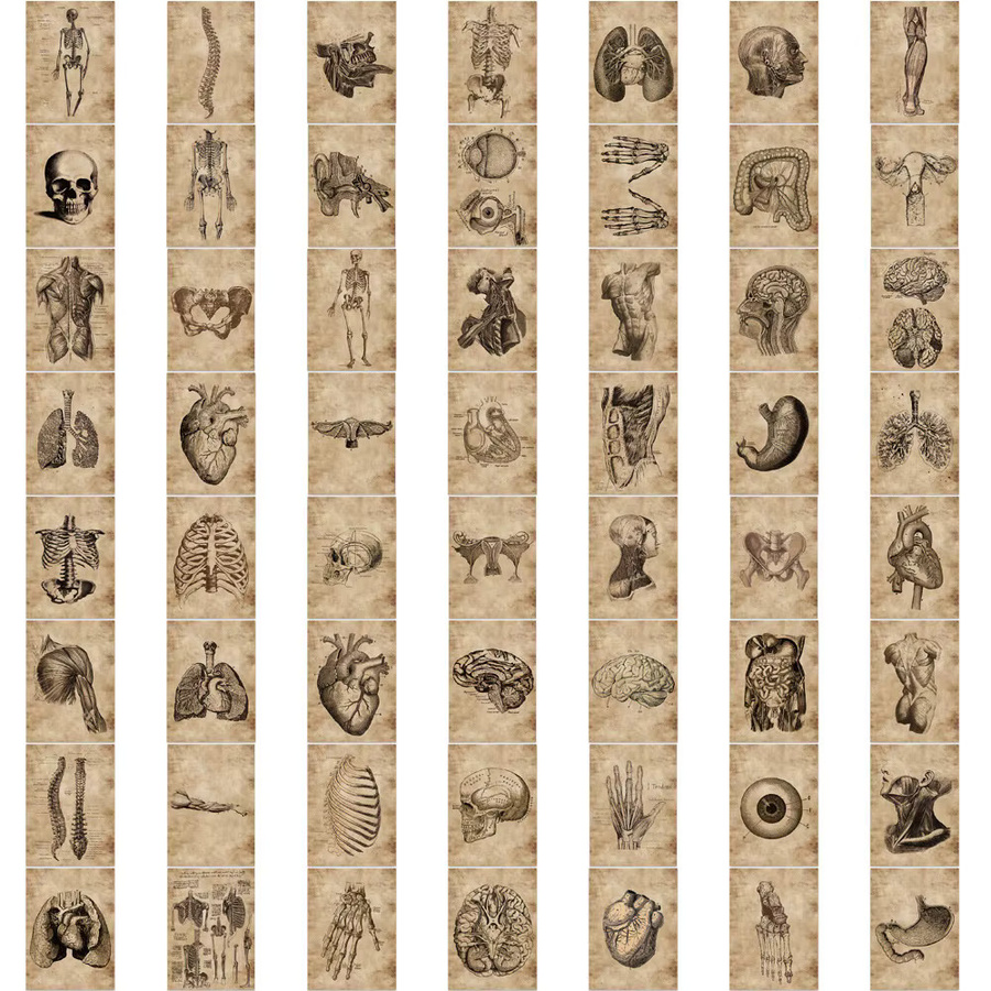 56 Stück Anatomie und Physiologie Aufkleber Set mit Herz, Schädel und inneren Organen in Multicolour von BulingBulingStickers Store - Bild 2