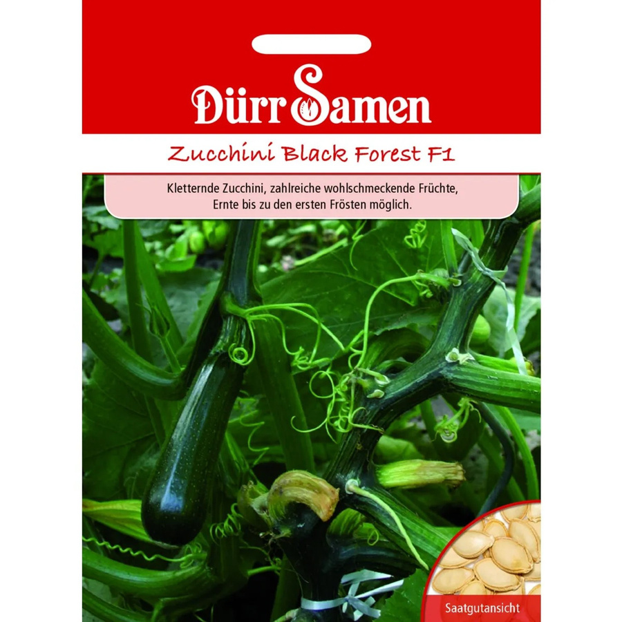 Dürr Zucchini Black Forest F1 Saatgut für Gewächshaus und Freiland, 10,5 g - Bild 2
