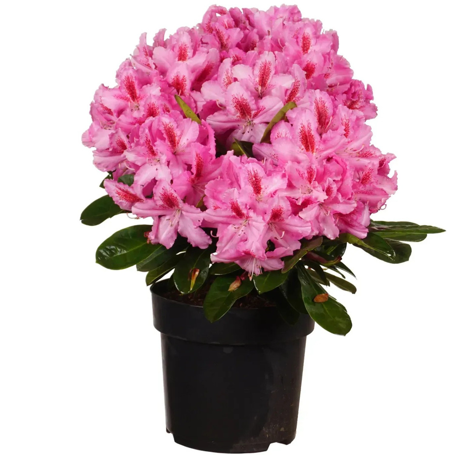 Rhododendron Alpenrose Furnivalls Daughter Strauch mit geringem Pflegebedarf, Höhe ca. 35 cm - Bild 2