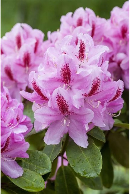 Rhododendron Hybr. Furnivalls Daughter Zierstrauch mit rosa Blüten, Höhe: 40–50 cm - Bild 1