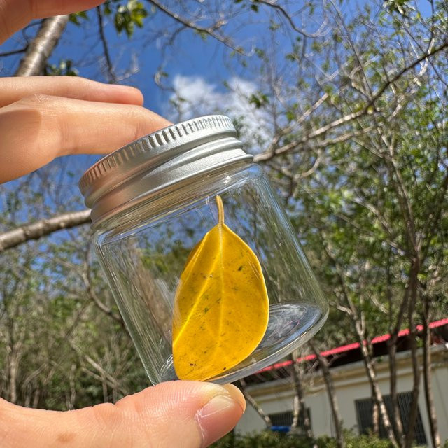 Mini-Glasflaschen Set mit silbernen Schraubverschlüssen, transparente Glasgefäße für Gewürze, Samen und DIY-Projekte, 50 ml - Bild 1