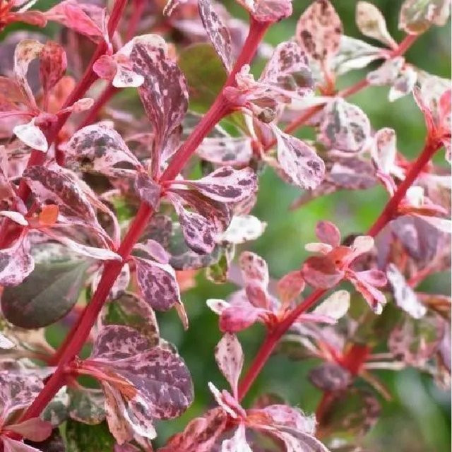Arborix Berberitze Harlequin Berberis thunbergii buntlaubiger Zierstrauch, gelb-bunt, 30 bis 40 cm im Container - Bild 1