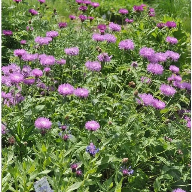 Zierliche Silber Flockenblume Centaurea bella von Nr-01.de für den Garten - Bild 1
