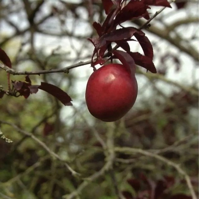 Prunus Trailblazer Blutpflaume als großfrüchtiger Obstbaum für deinen Garten, Höhe: 80-100 cm - Bild 1