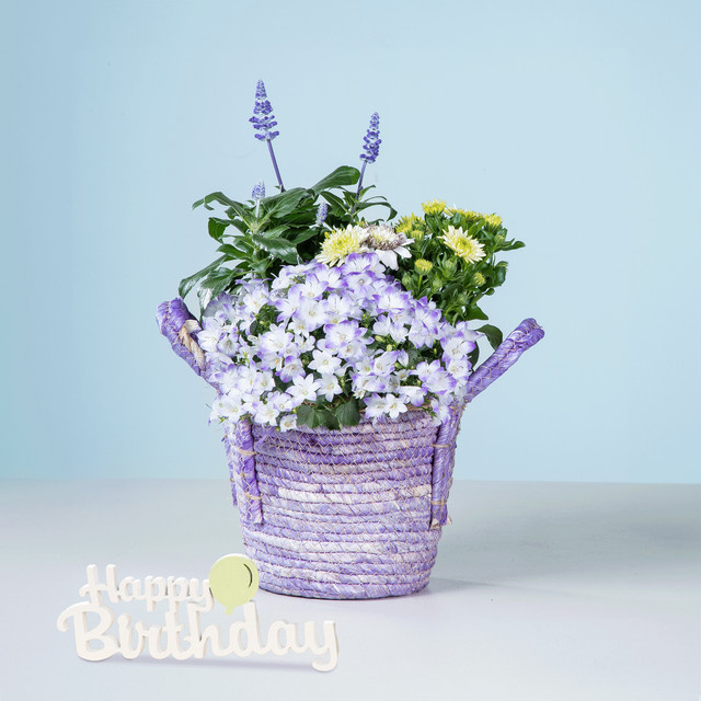 Blume2000 Ultra Violet Pflanze im Holzkorb mit Happy Birthday Holzschriftzug, Weiß und Violett - Bild 1