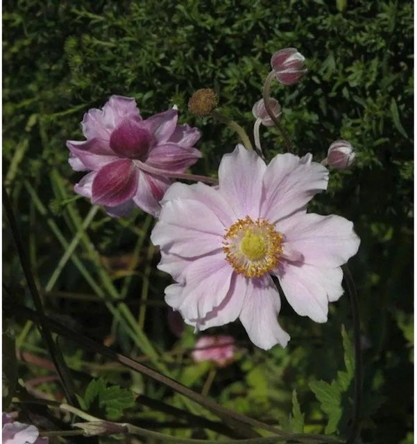 Albadura Anemone tomentosa Septemberglanz - Mehrjährige Staude für den Freilandbereich - Bild 1