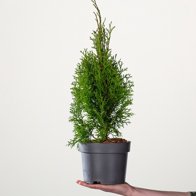 BLUME2000 Thuja occidentalis Lebensbaum Smaragd als Heckenpflanze - Bild 1