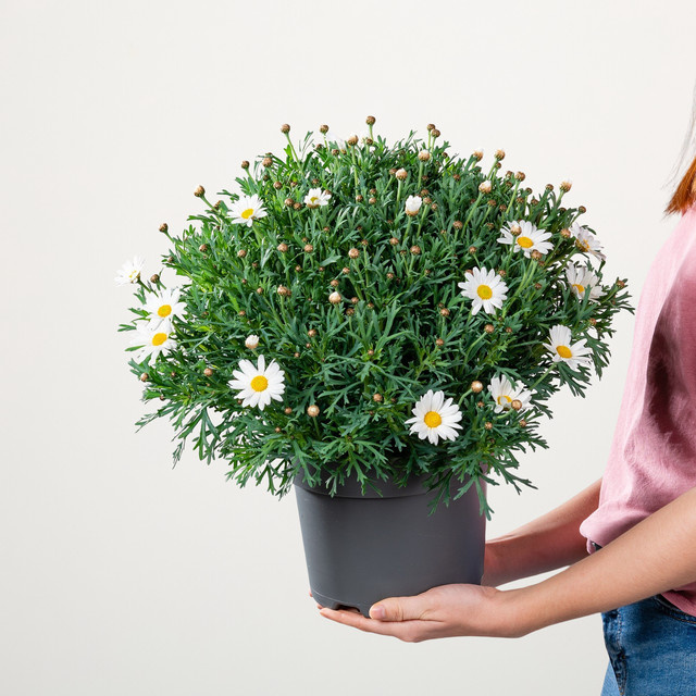 Weiße Strauch-Margerite Argyranthemum frutescens von BLUME2000 für Garten oder Balkon - Bild 1