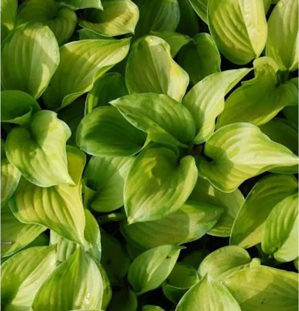 Hosta plantaginea Grünblattfunkie Stained Glass Bodendecker in Grün von Nr-01.de - Bild 1