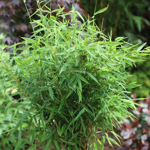 Fargesia Gartenbambus Early Green grüne Heckenpflanze für den Garten - Bild 1