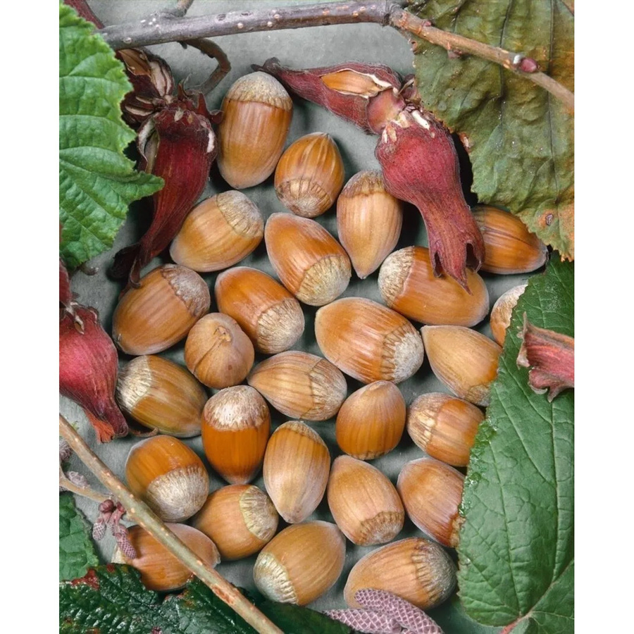 Corylus Avellana Webbs Preisnuß Haselnuss als Strauch und Heckenpflanze, Höhe: 60–100 cm - Bild 2