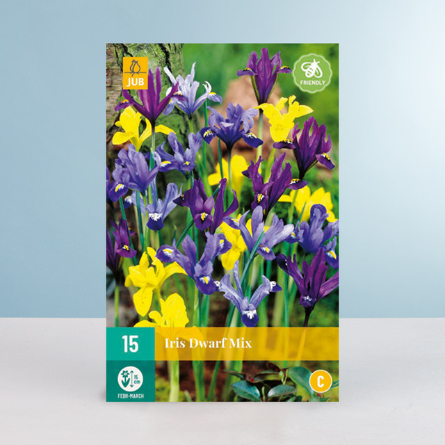 Schwertlilien Dwarf Mix von BLUME2000 mit 15 Zwiebeln für Garten, Blumenkübel und Balkonkästen - Bild 1