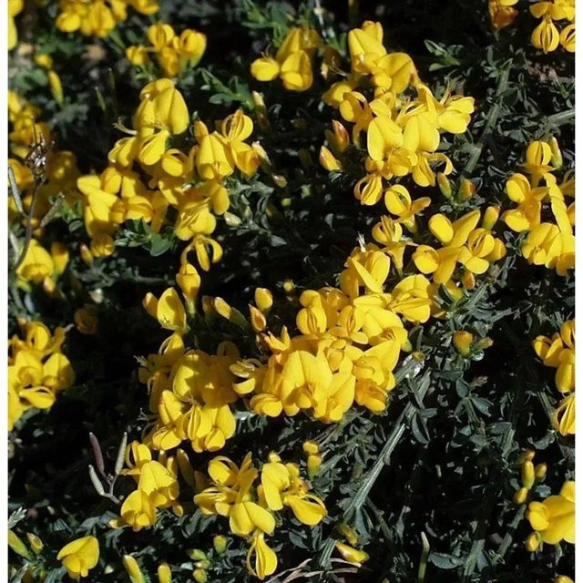 Sandginster Vancouver Gold Genista pilosa gelber Strauch Bodendecker Höhe: 20-30 cm - Bild 1