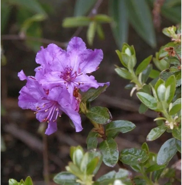 Zwerg Rhododendron Chamaeunum Rhododendron saluenense in Grün für deinen Garten - Bild 1