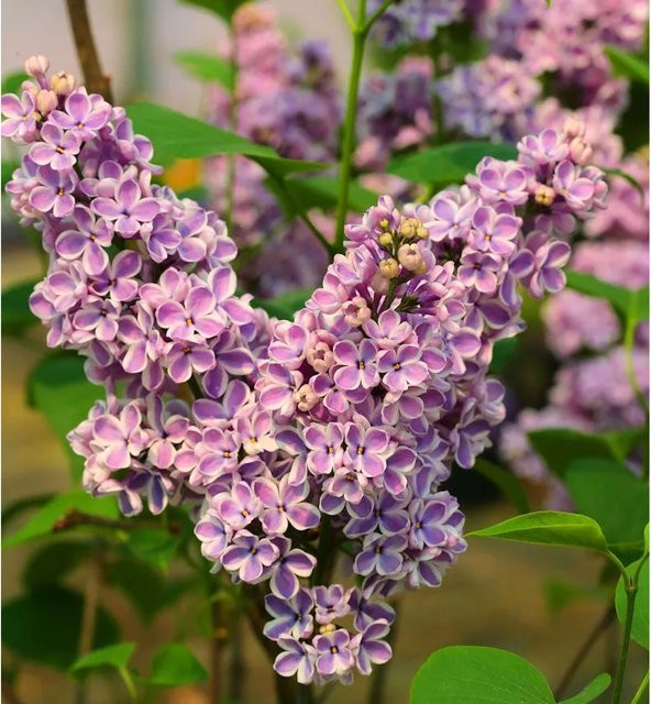 Hochstamm Edelflieder Sensation Syringa vulgaris in Lila, Höhe: 100-125 cm - Bild 1