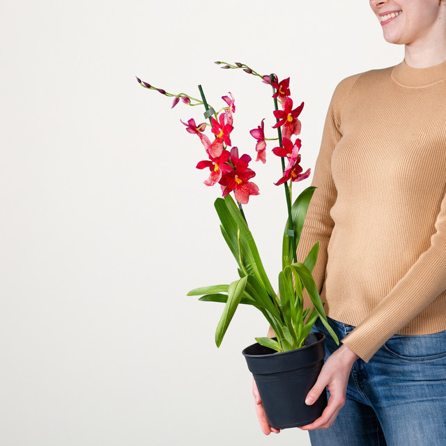 Cambria-Orchidee Nelly Isler von BLUME2000 in Rot, Lila und Pink - Bild 1