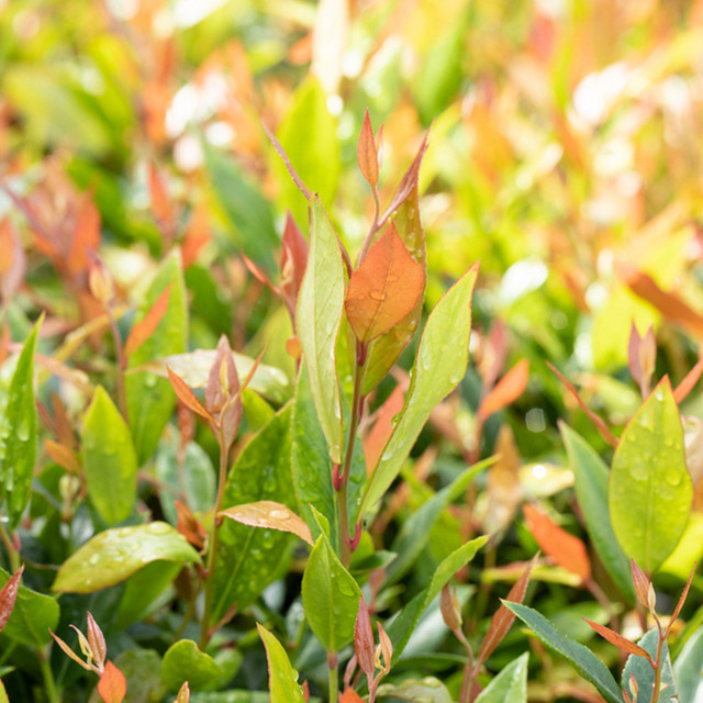 Traubenmyrthe Little Flames Leucothoe als Zierstrauch in Grün, Weiß und Rot - Bild 1