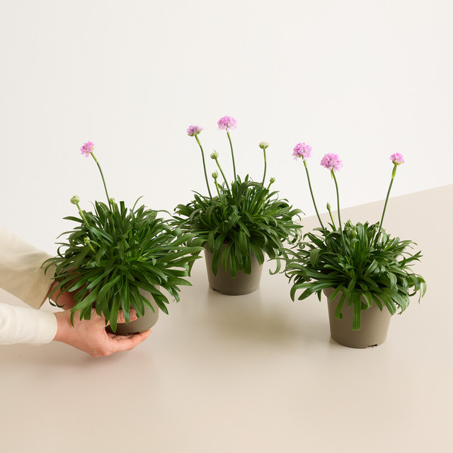 3er Set Rosafarbene Grasnelke Armeria maritima von BLUME2000 als mehrjährige Pflanze für Heidebeete, Steingärten und Küstenstreifen - Bild 1