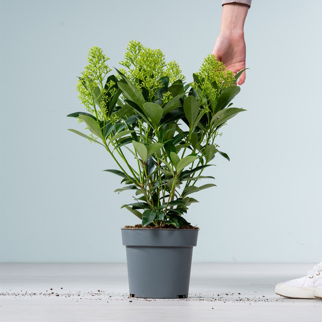 Skimmie japonica Finchy von BLUME2000 - Bild 1