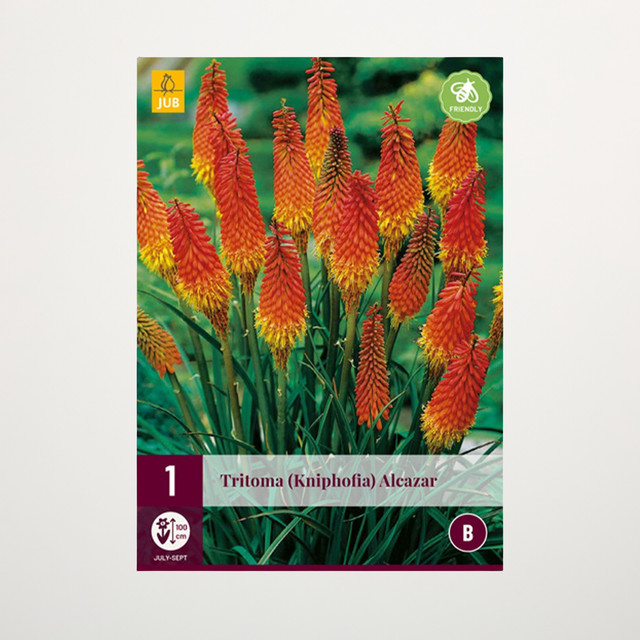 Fackellilie Alcazar Knolle von BLUME2000 für deinen Garten - Bild 1