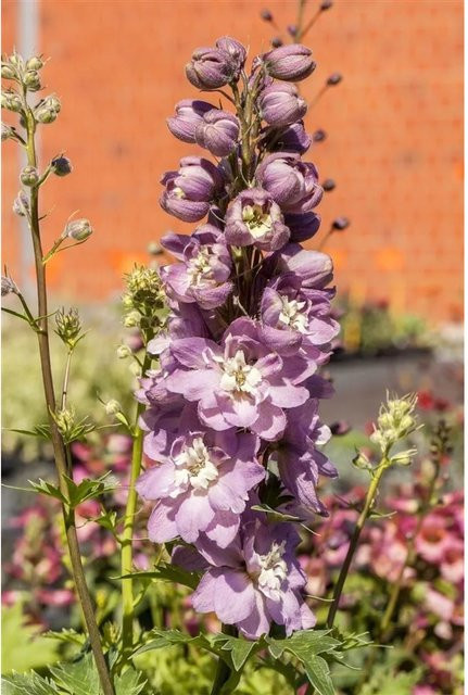 Delphinium Delphina Rose White Bee Pflanze im 2 Liter Container - Bild 1