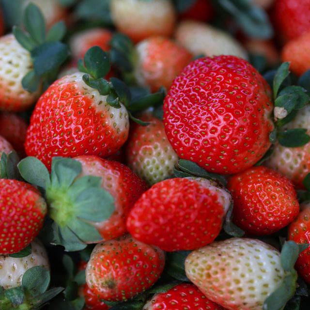 Erdbeere Elan weiße Frucht aus dem Mein schöner Garten Shop - Bild 1
