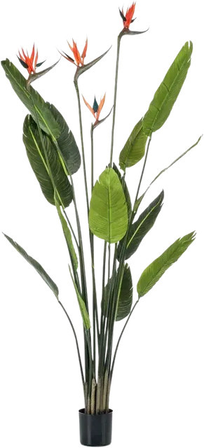Künstliche Strelitzia Pflanze von Aplanta in Grün, Höhe: 150 cm - Bild 1